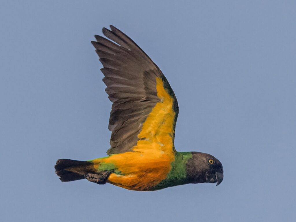 塞内加尔鹦鹉-鹦鹉网