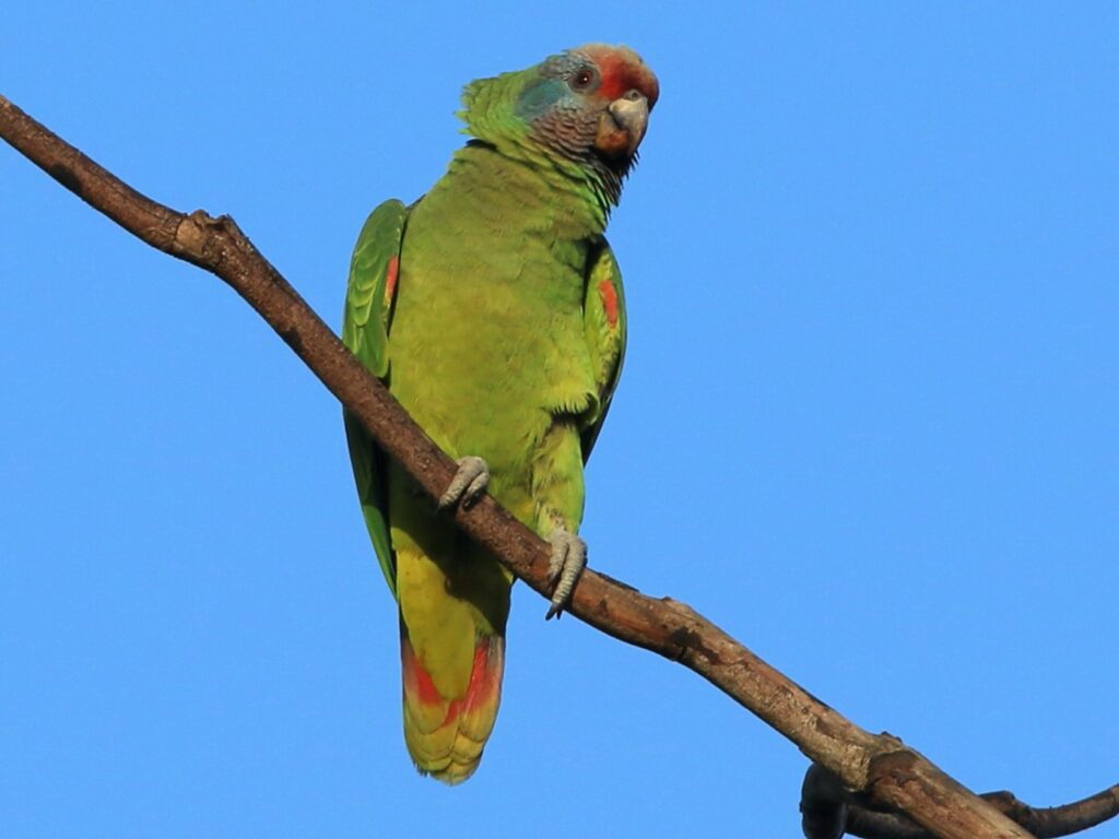 红尾亚马逊鹦鹉-鹦鹉网