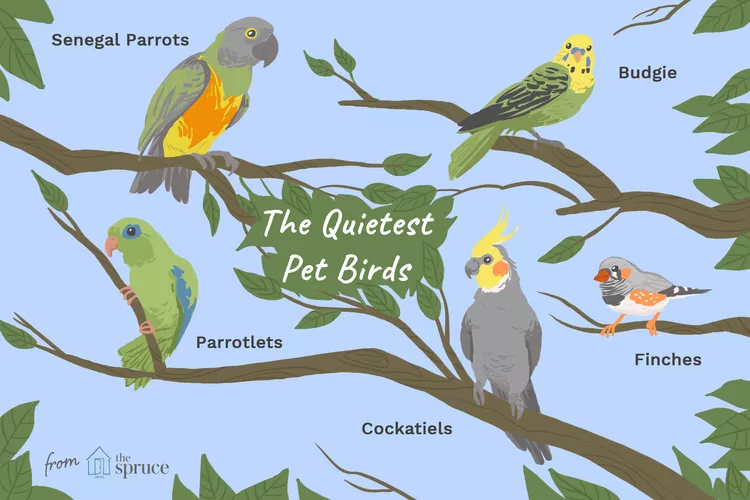 8 种最安静的宠物鸟-鹦鹉网