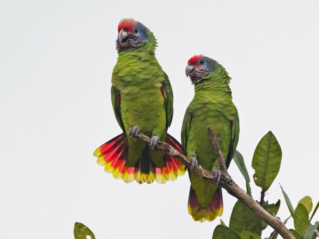 图片[2]-红尾亚马逊鹦鹉-鹦鹉网