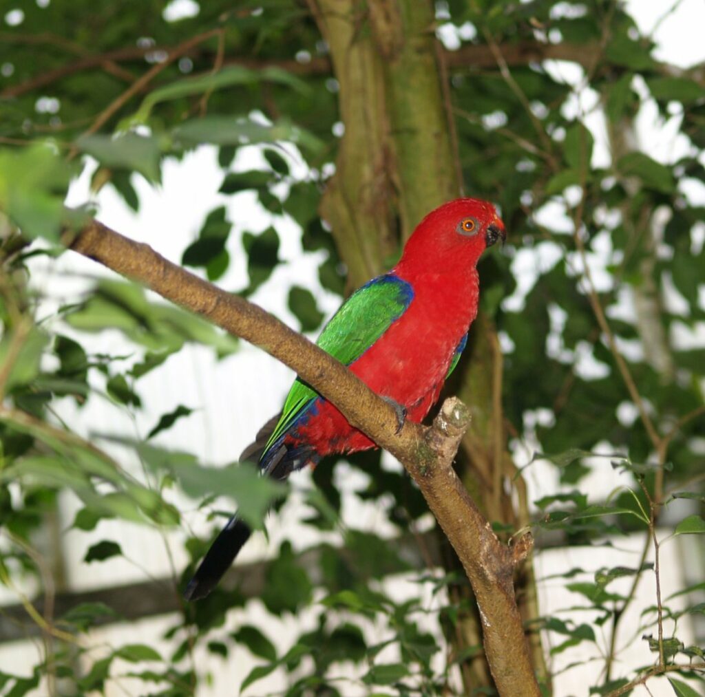 图片[3]-安汶岛王鹦鹉-鹦鹉网