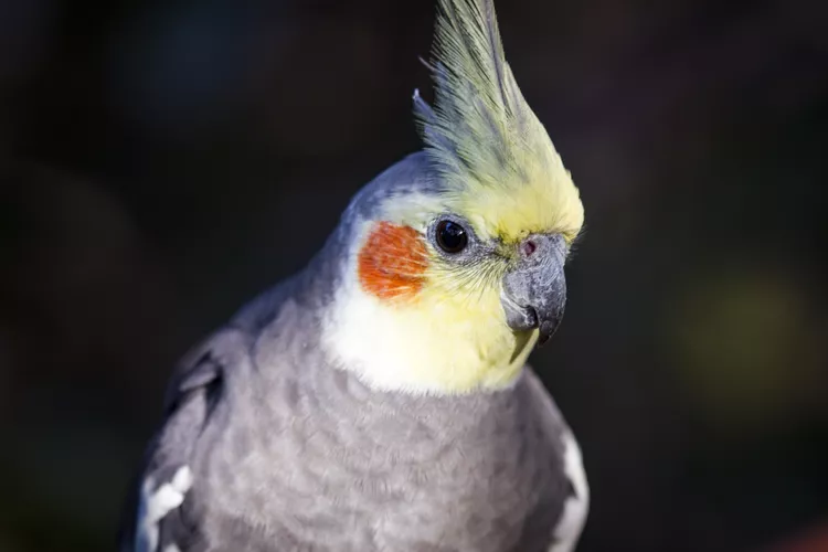 图片[6]-8 种最安静的宠物鸟-鹦鹉网