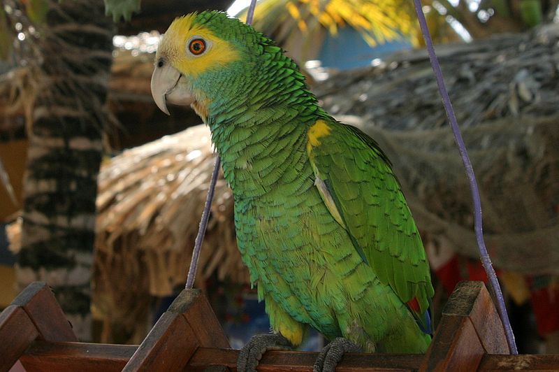 图片[3]-黄肩亚马逊鹦鹉-鹦鹉网