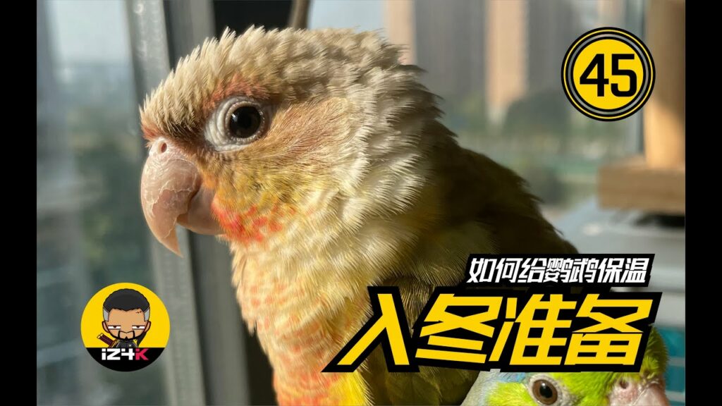 鹦鹉冬天如何保温-鹦鹉网