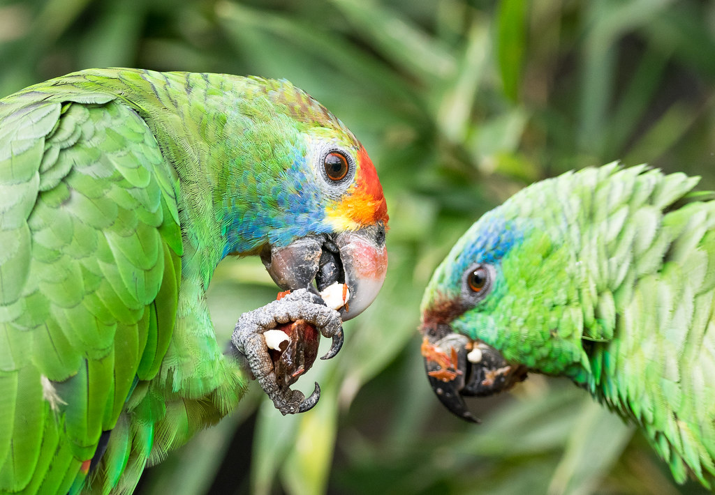 蓝颊亚马逊鹦鹉, Amazona dufresniana-鹦鹉网