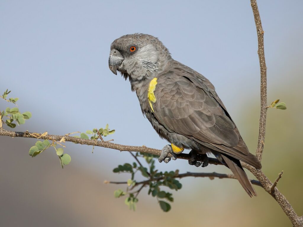 鲁氏鹦鹉, Poicephalus rueppellii-鹦鹉网