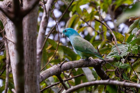 蓝冠扇尾鹦鹉 Prioniturus platenae-鹦鹉网