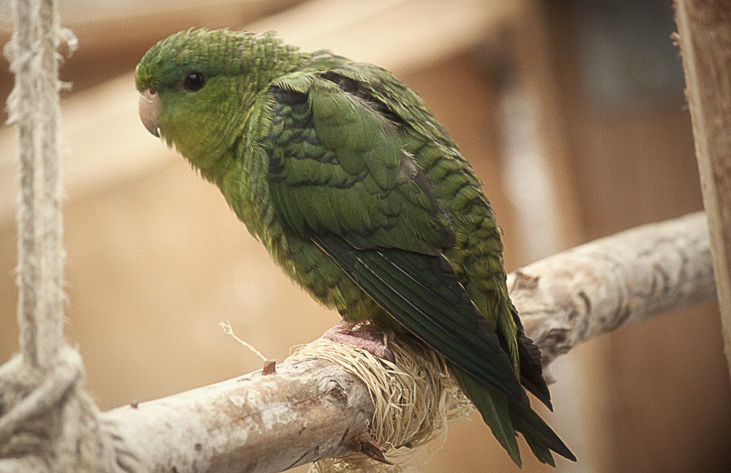 横斑鹦鹉, Bolborhynchus lineola-鹦鹉网