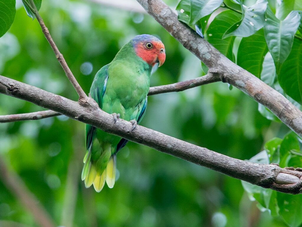红颊鹦鹉, Geoffroyus geoffroyi-鹦鹉网