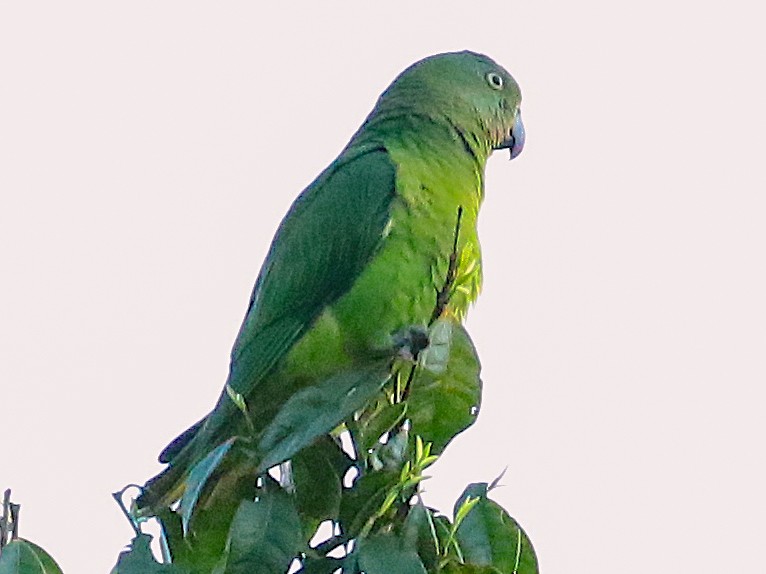 蓝领鹦鹉, Geoffroyus simplex-鹦鹉网