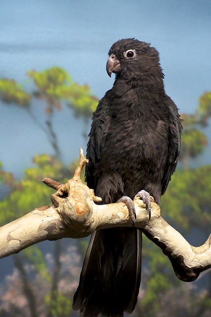 马岛小鹦鹉, Coracopsis nigra-鹦鹉网