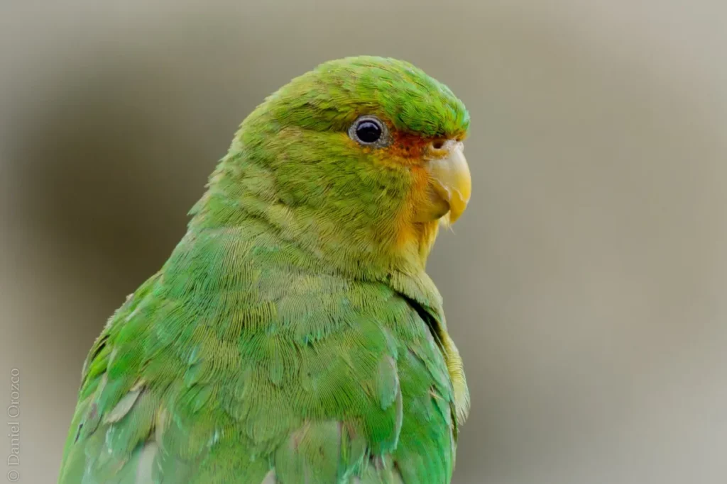 棕额鹦哥, Bolborhynchus ferrugineifrons-鹦鹉网
