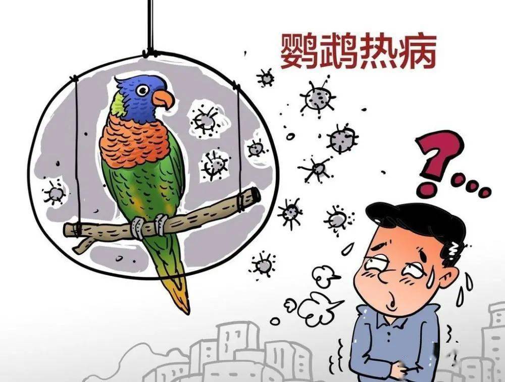 鹦鹉热衣原体-鹦鹉网