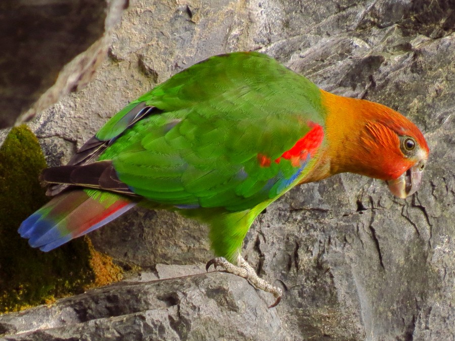 锈脸鹦哥, Hapalopsittaca amazonina-鹦鹉网