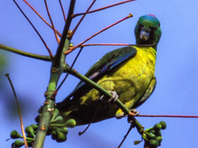 苏禄扇尾鹦鹉, Prioniturus verticalis-鹦鹉网
