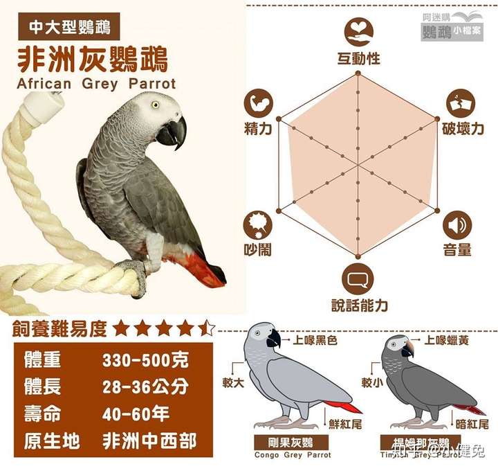 鹦鹉说话能力排行-鹦鹉网