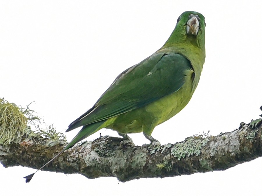民岛扇尾鹦鹉, Prioniturus waterstradti-鹦鹉网