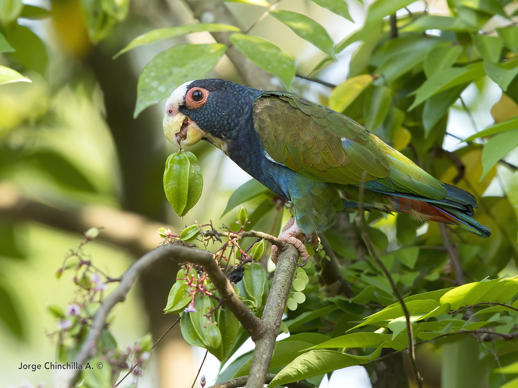 白冠鹦哥, Pionus senilis-鹦鹉网